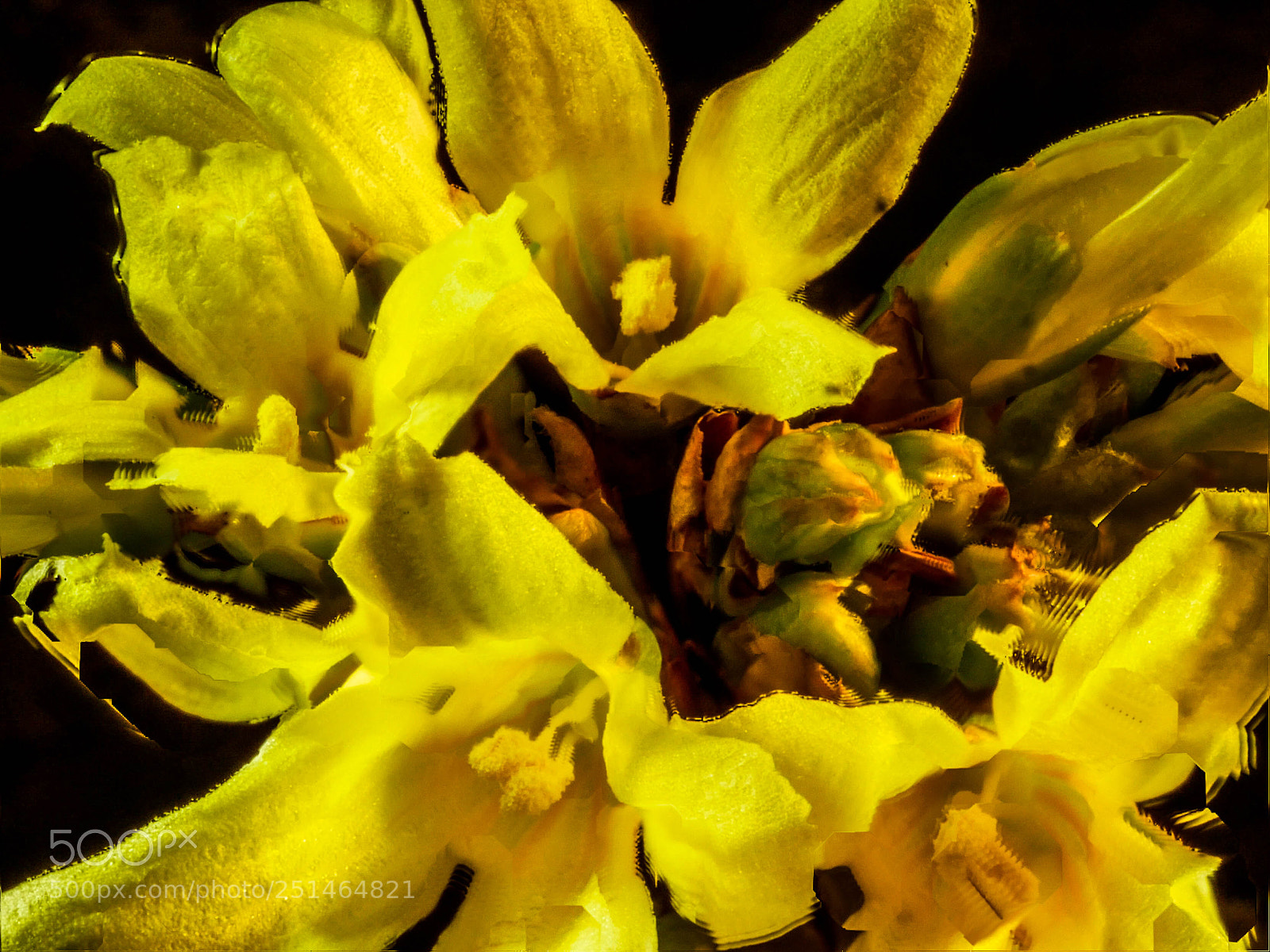 Panasonic DMC-G81 sample photo. Forsythien photography