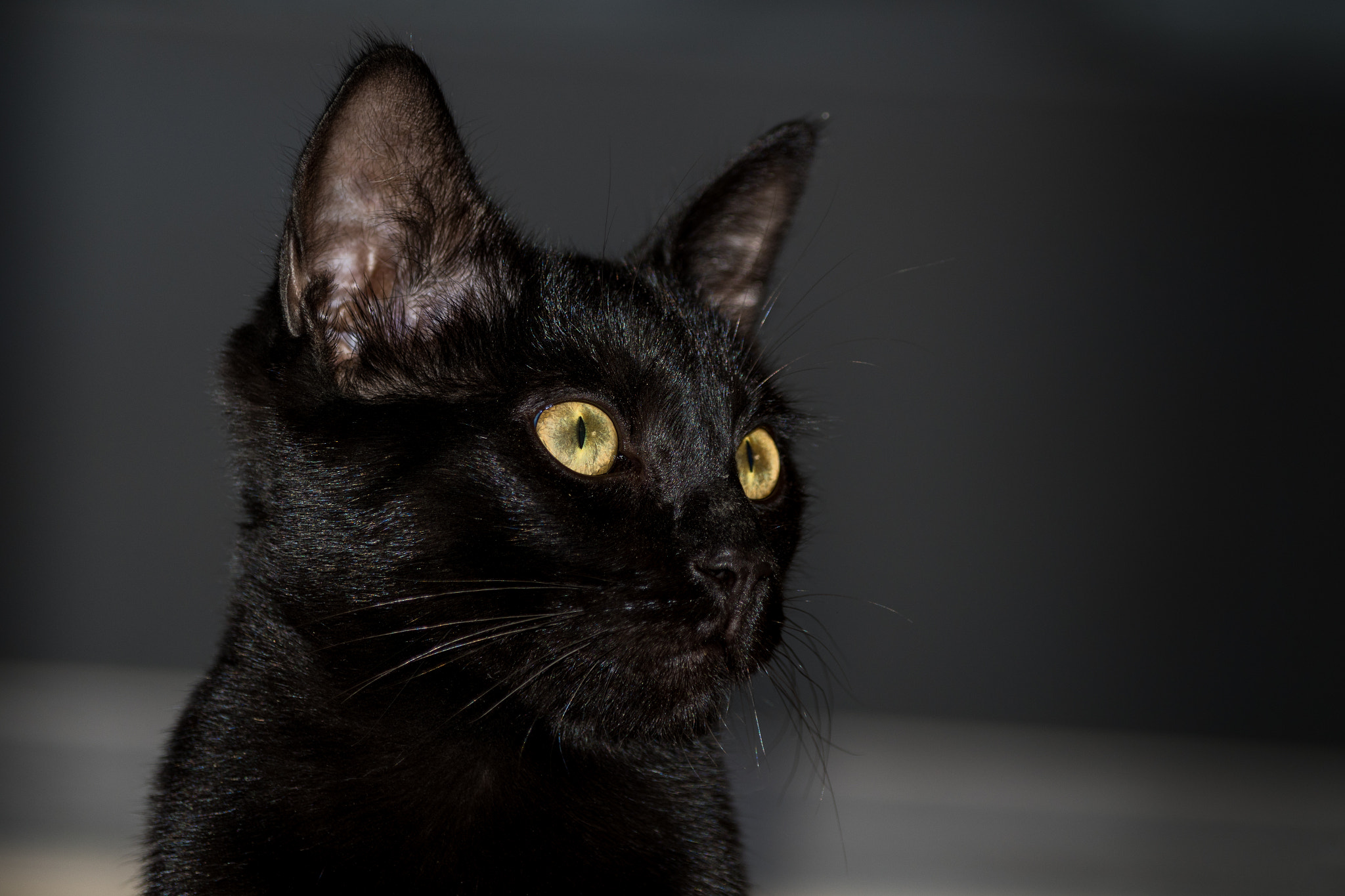 Pentax K-S1 sample photo. Yellow eyes photography