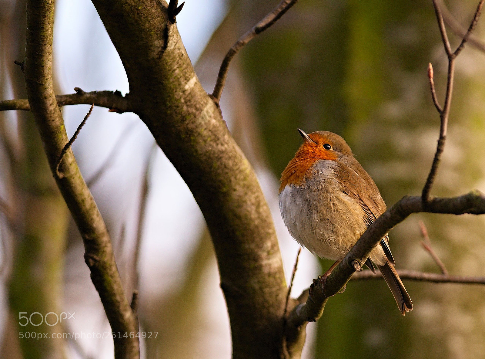 Nikon D610 sample photo. European robin photography