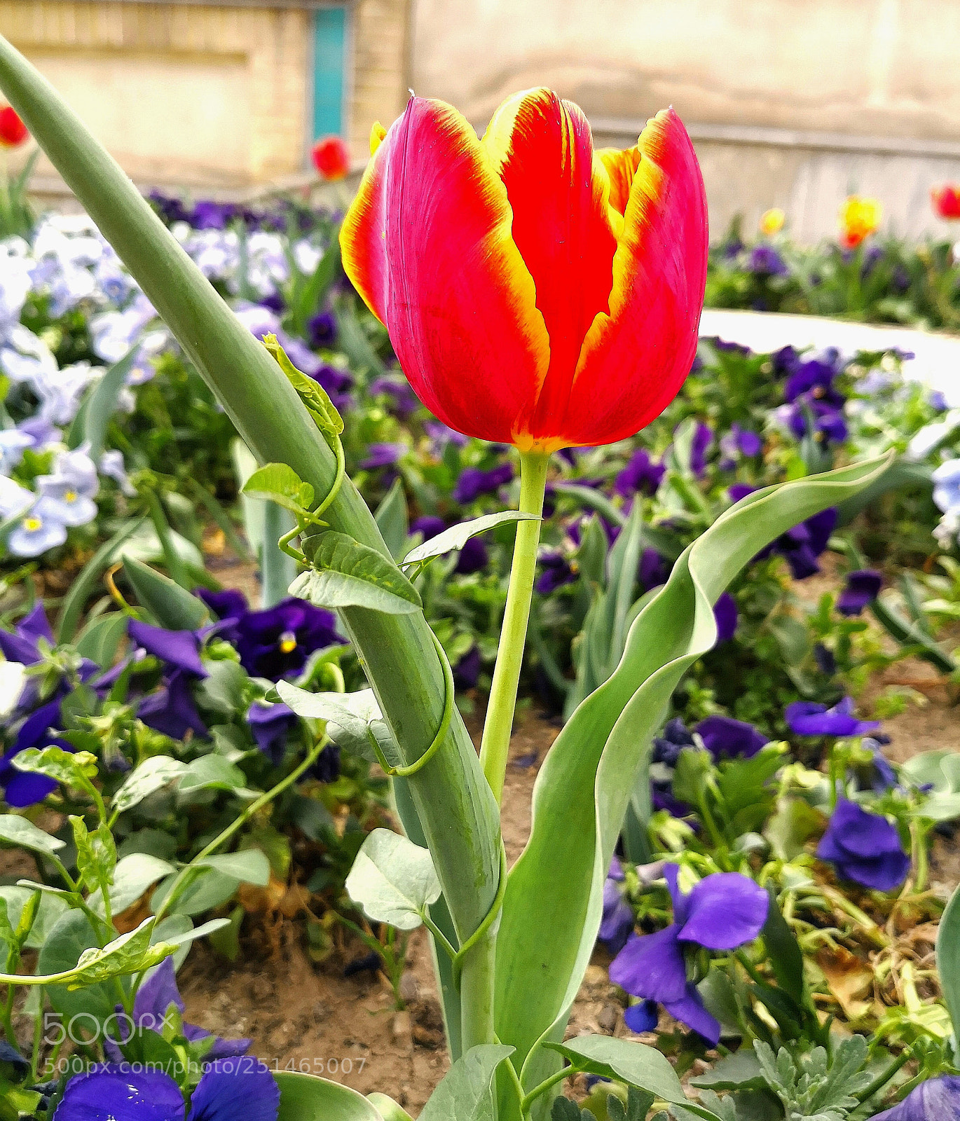 HUAWEI Mate 10 sample photo. Tulip photography