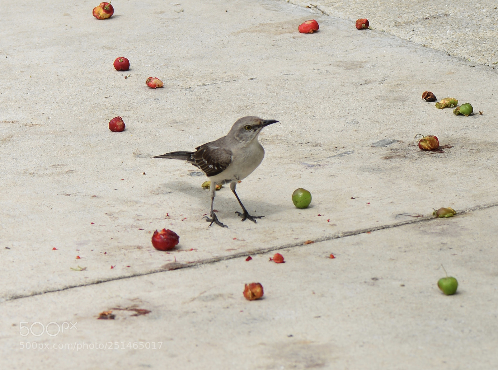 Nikon D800 sample photo. Northern mockingbird photography