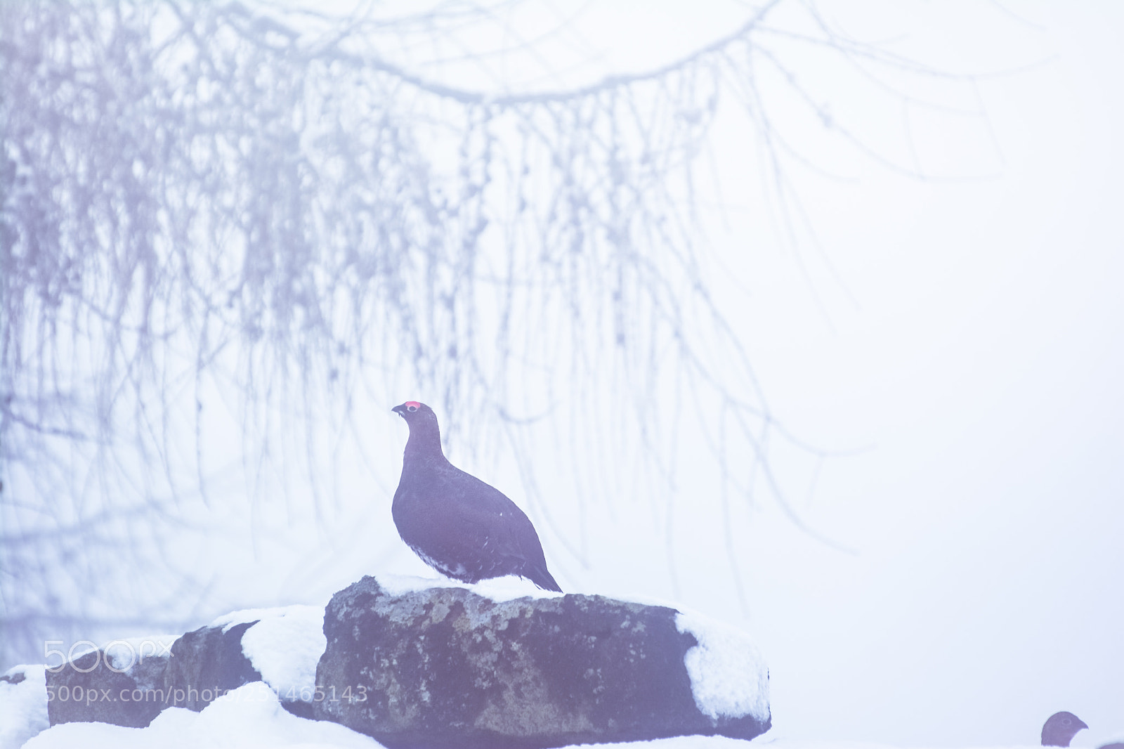 Nikon D7100 sample photo. Red grouse photography