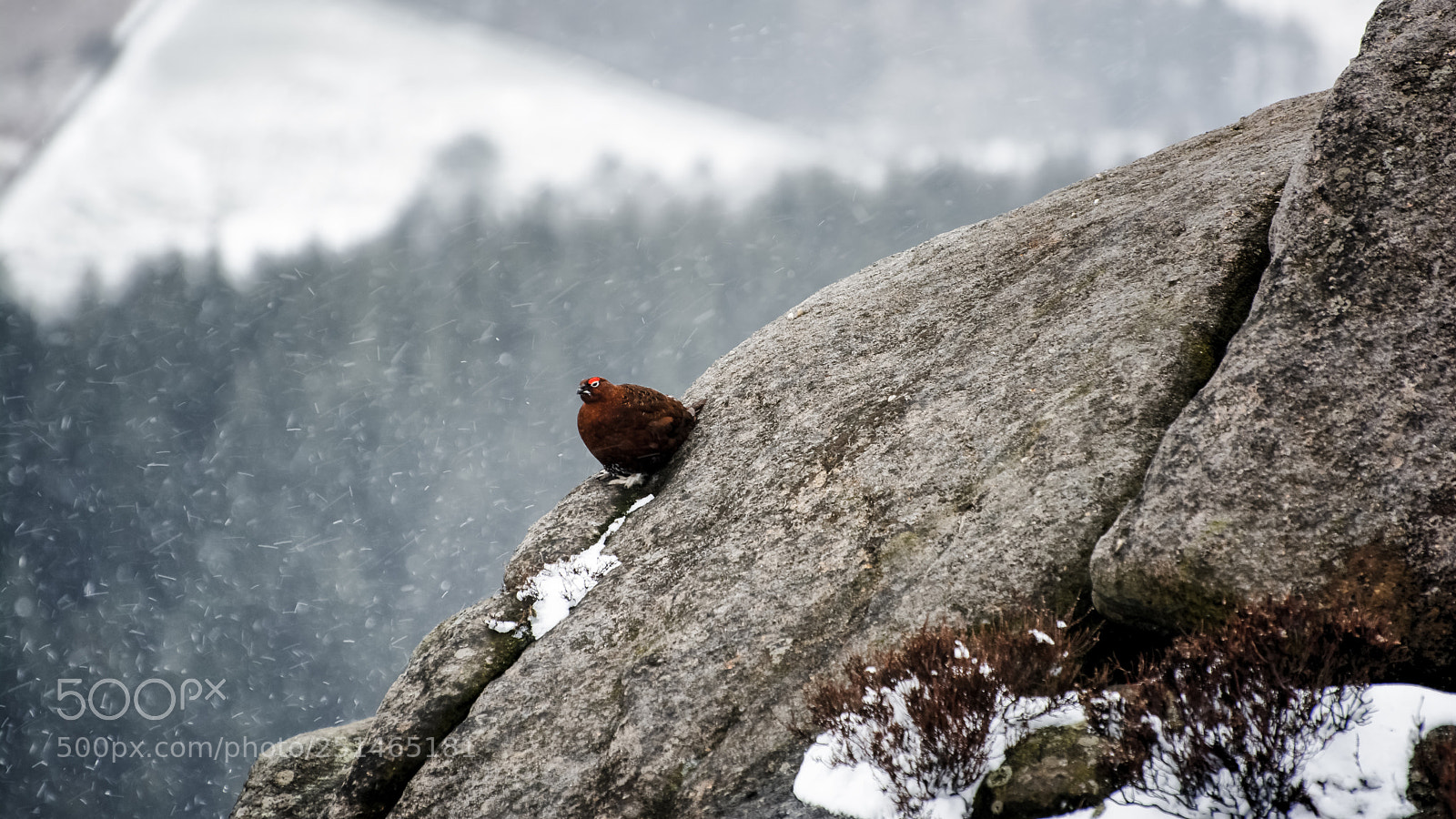 Nikon D7100 sample photo. Red grouse photography