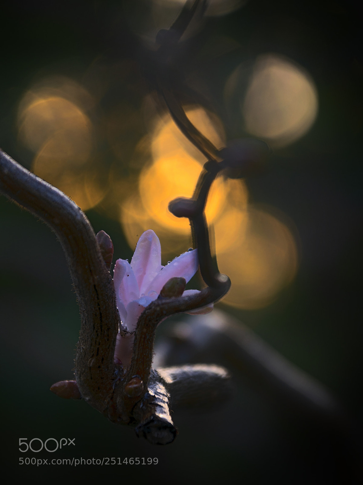 Nikon D5300 sample photo. Spring photography