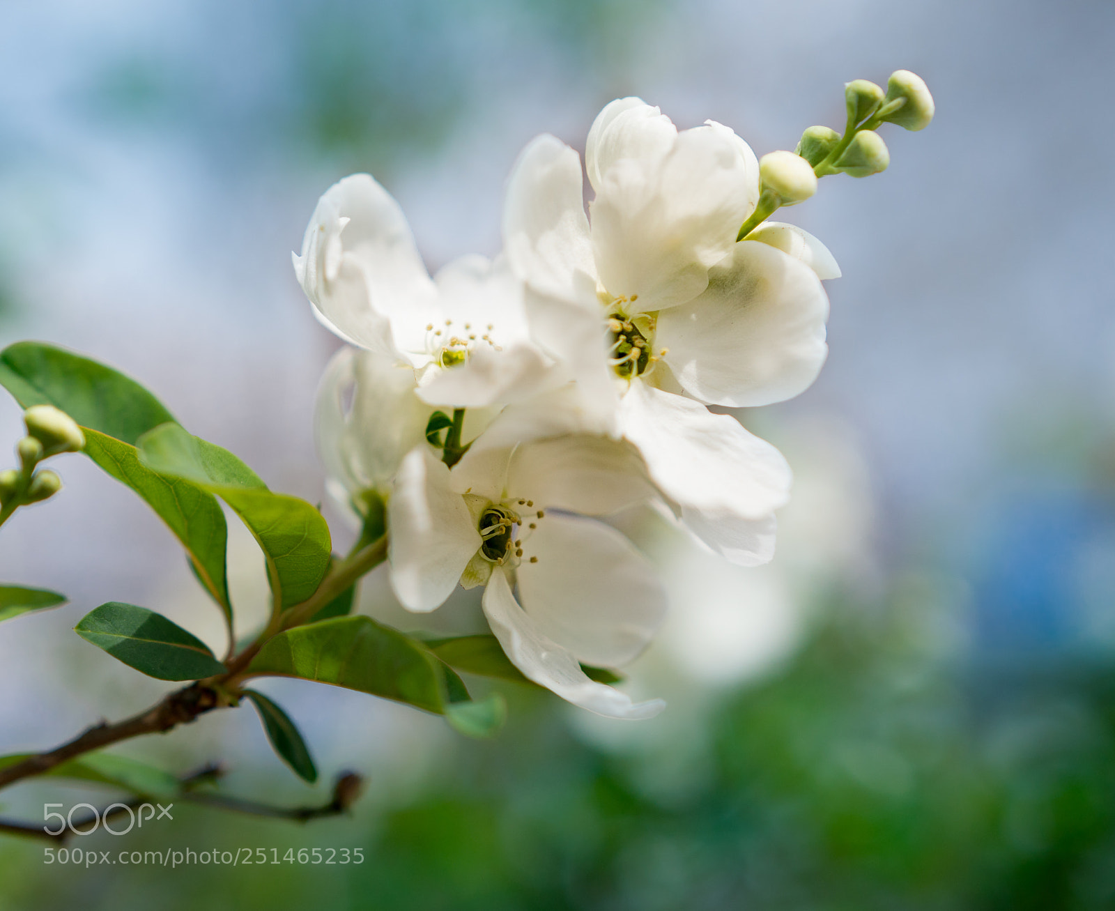 Sony a6300 sample photo. White photography