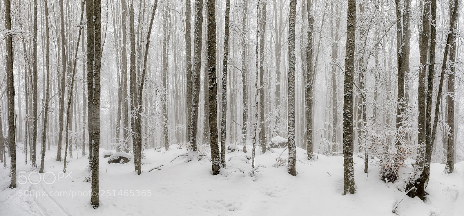 Canon EOS 5D Mark IV sample photo. Beech forest covered by photography
