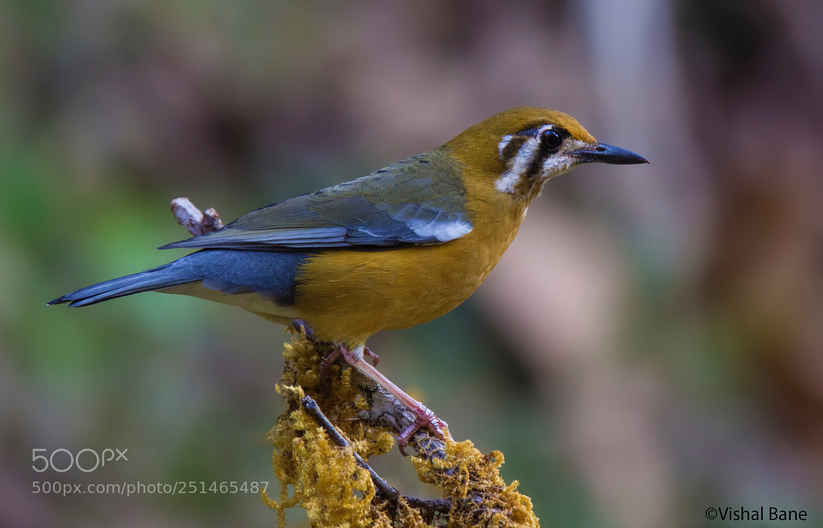 Canon EOS 600D (Rebel EOS T3i / EOS Kiss X5) sample photo. Orange headed thrush photography