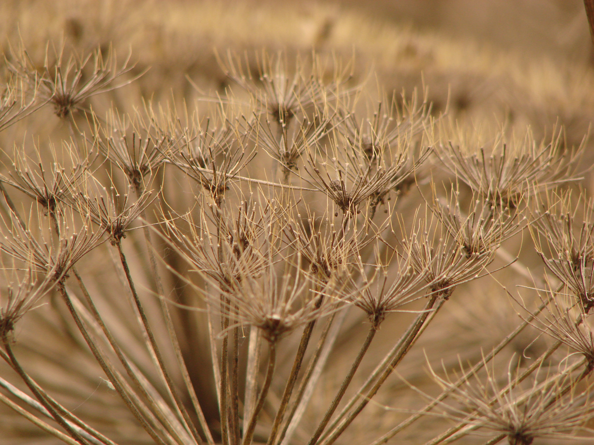 Sony DSC-H5 sample photo. () photography
