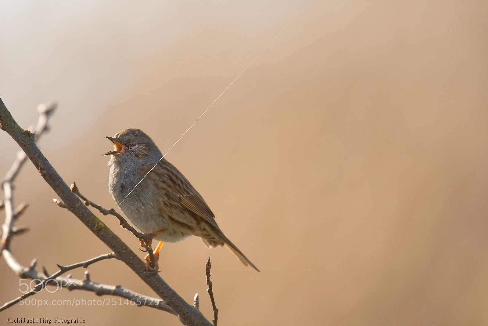 Nikon D7200 sample photo. Heckenbraunelle (prunella modularis) photography