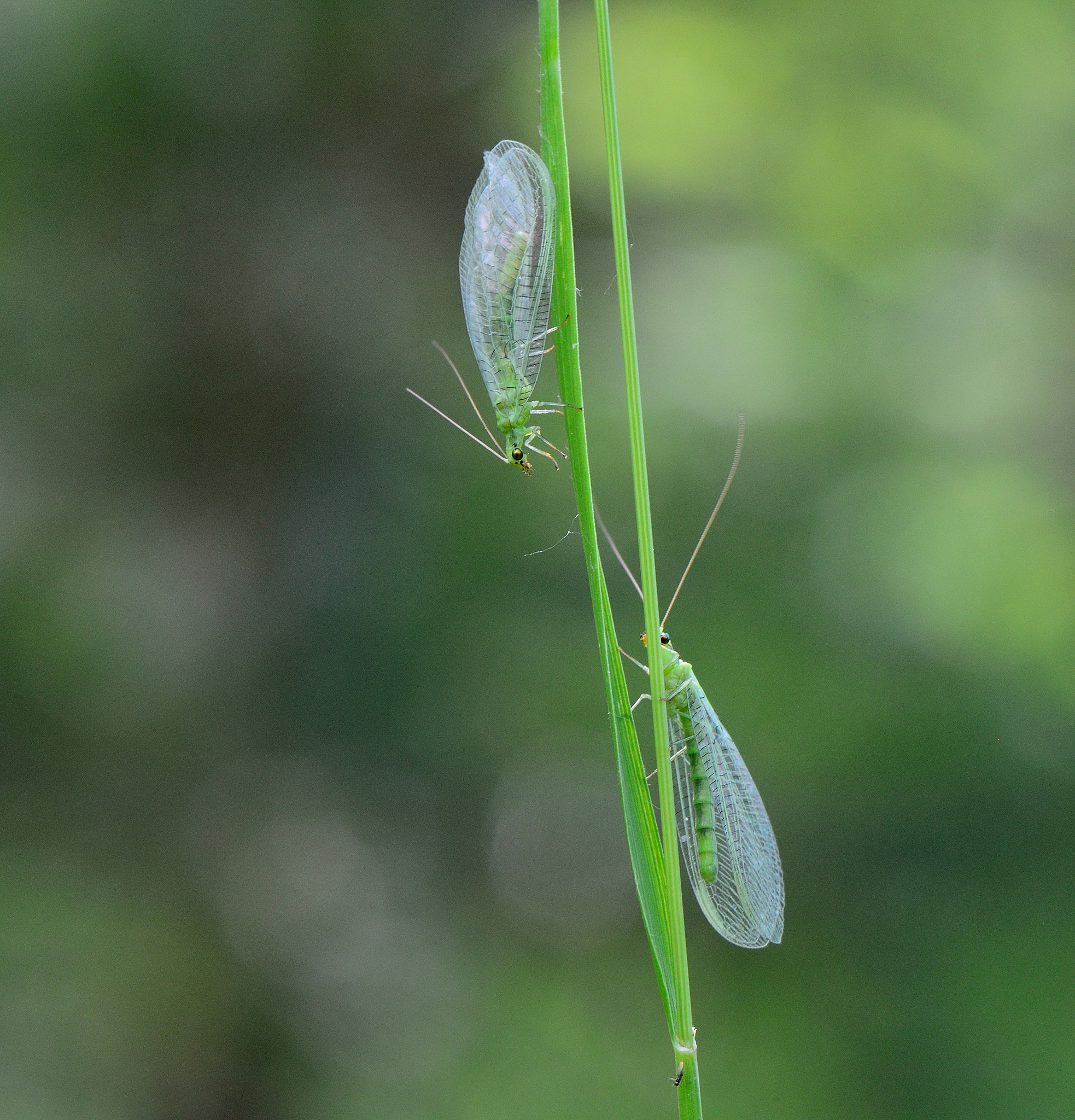 Nikon AF-S Micro-Nikkor 105mm F2.8G IF-ED VR sample photo. Chrysopidae. photography