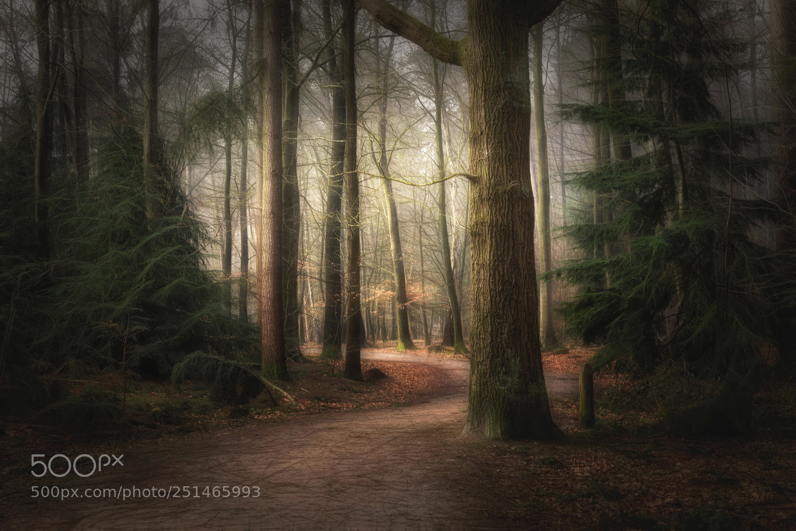Sony a7R sample photo. Foggy dream photography