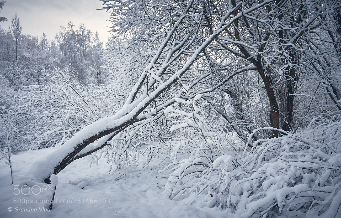 Canon EOS 1100D (EOS Rebel T3 / EOS Kiss X50) sample photo. Winter dress code... photography