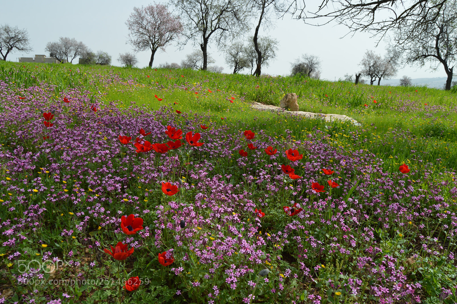 Nikon D3200 sample photo. Flowers in jenin photography