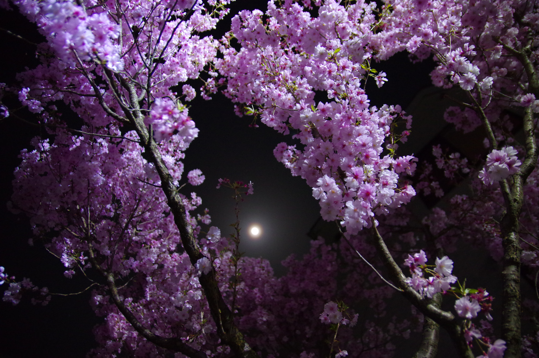 Pentax K-3 sample photo. Yo zakura 夜桜 photography