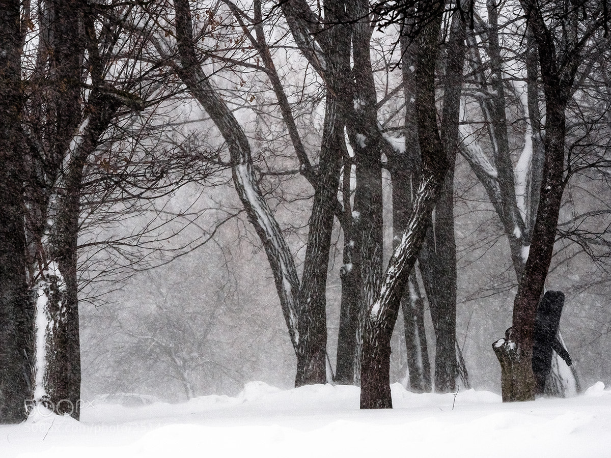 Olympus OM-D E-M10 sample photo. Yeti photography