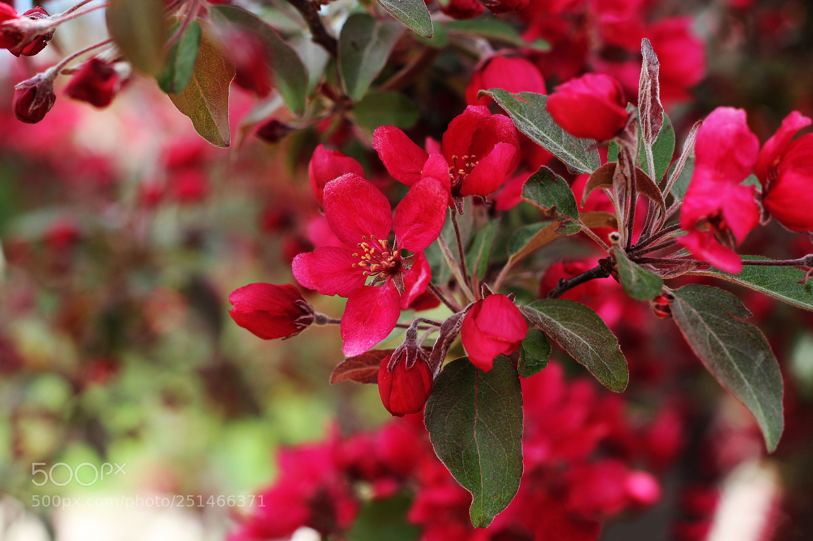 Canon EOS 600D (Rebel EOS T3i / EOS Kiss X5) sample photo. Flower photography