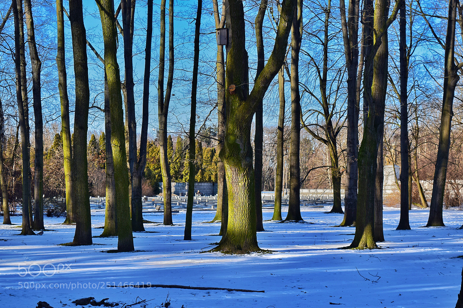 Nikon D5300 sample photo. Last snow photography