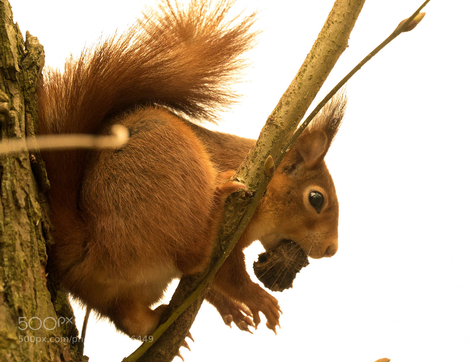 Sony a7S sample photo. Squirrel photography