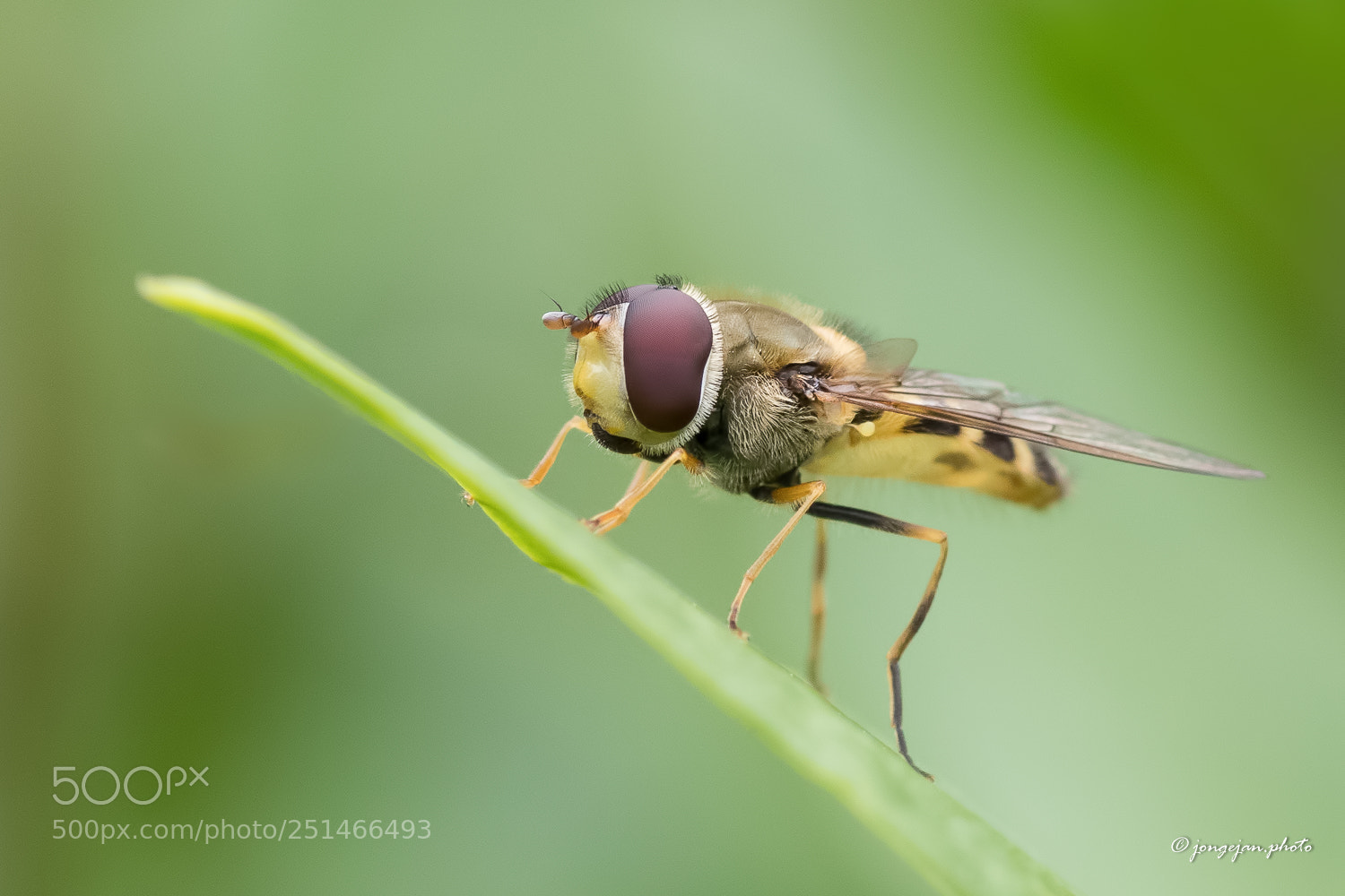 Pentax K-S2 sample photo. Hoverfly photography