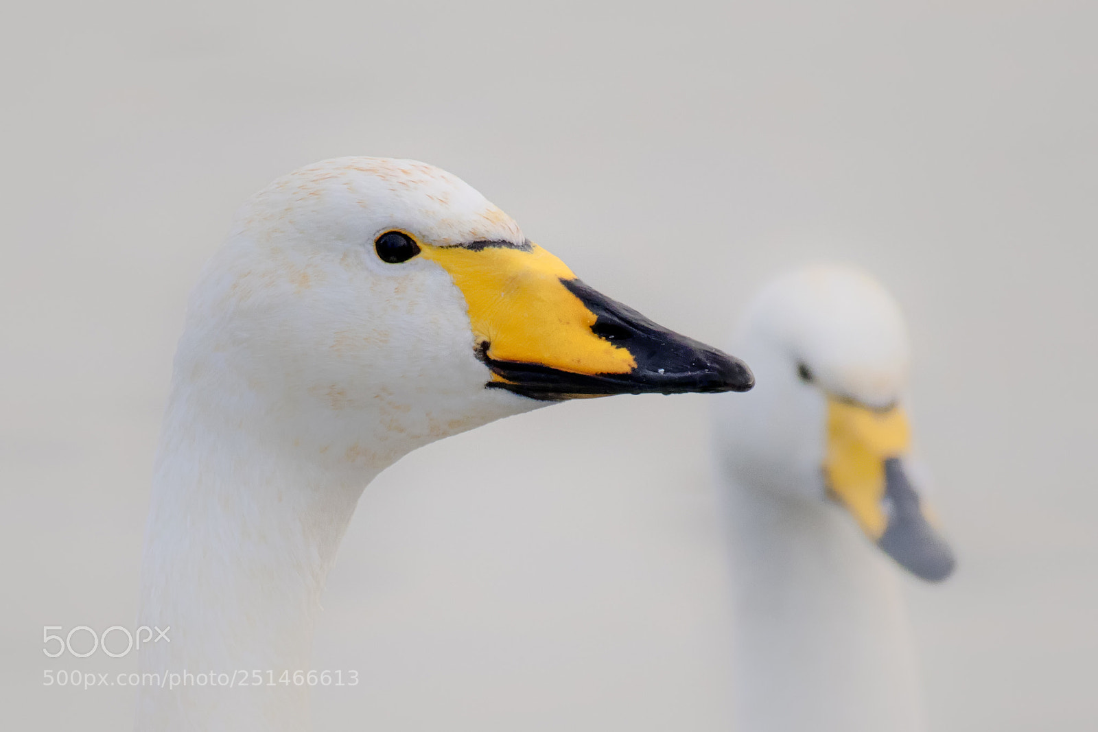 Canon EOS M3 sample photo. Whooper photography