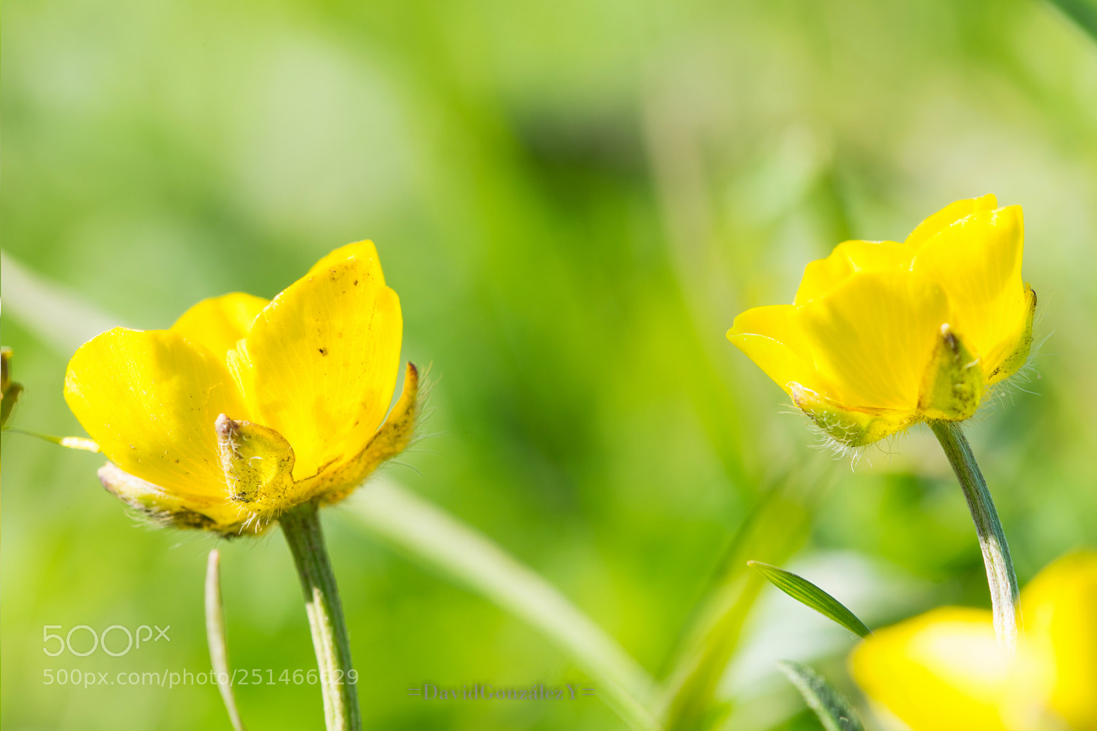 Nikon D5300 sample photo. Fusión photography