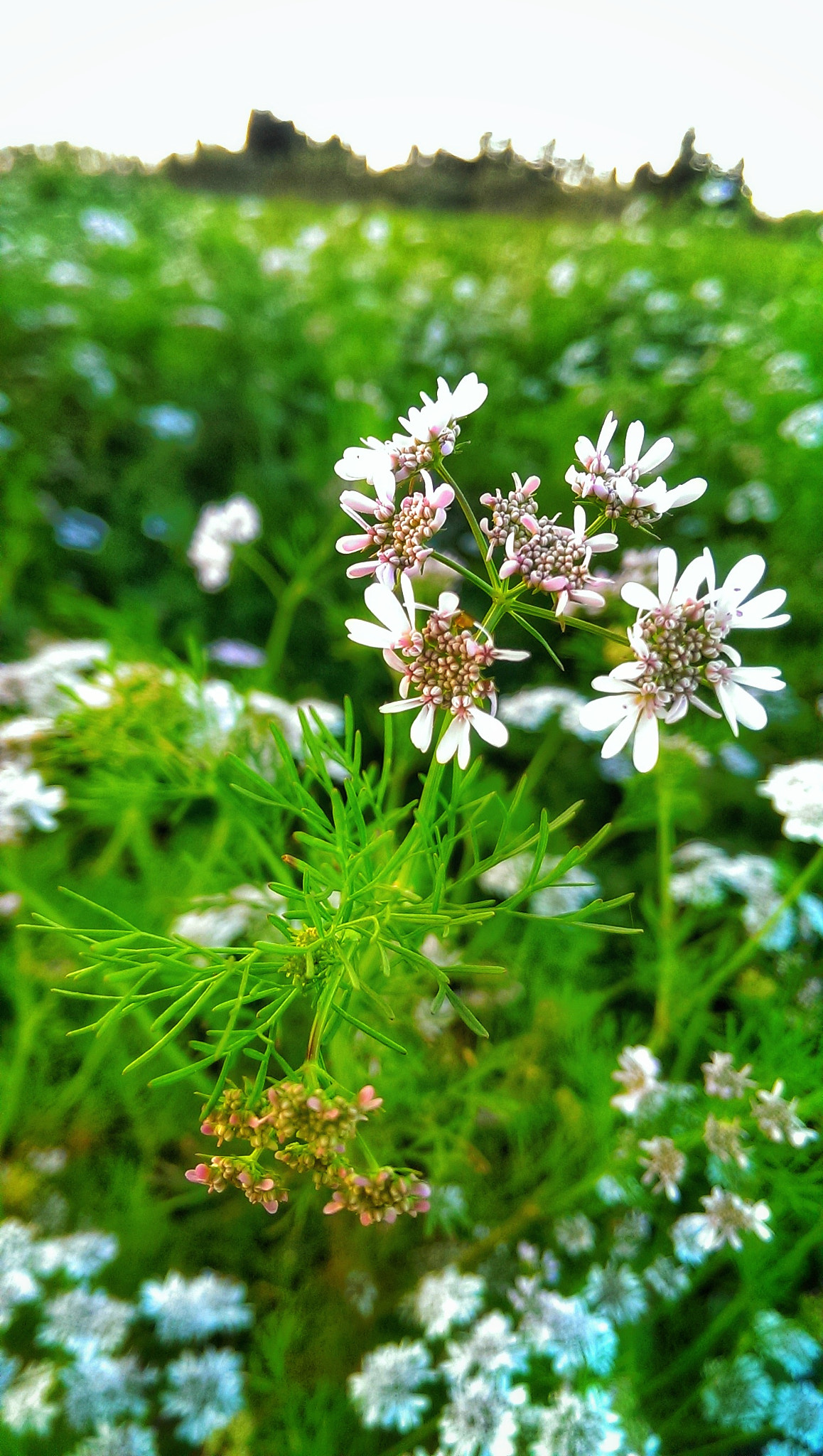 HTC ONE sample photo