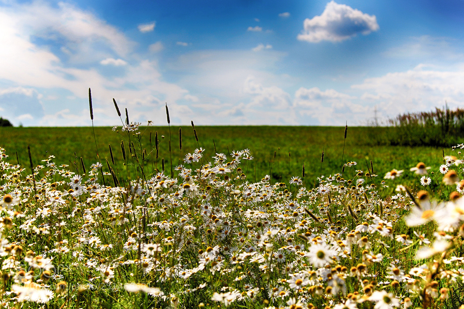 Canon EOS 60D sample photo. Endless field photography