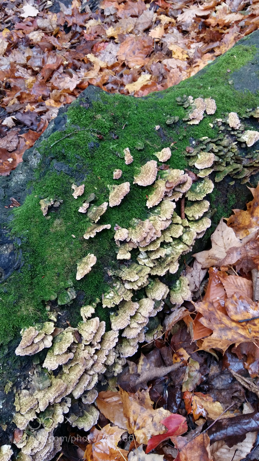Samsung Galaxy A5 sample photo. Fungus & moss photography