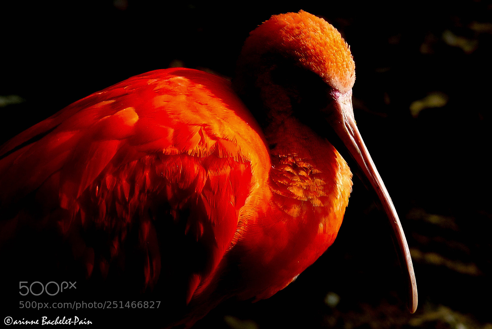 Panasonic Lumix DMC-FZ200 sample photo. Ibis rouge en clair photography