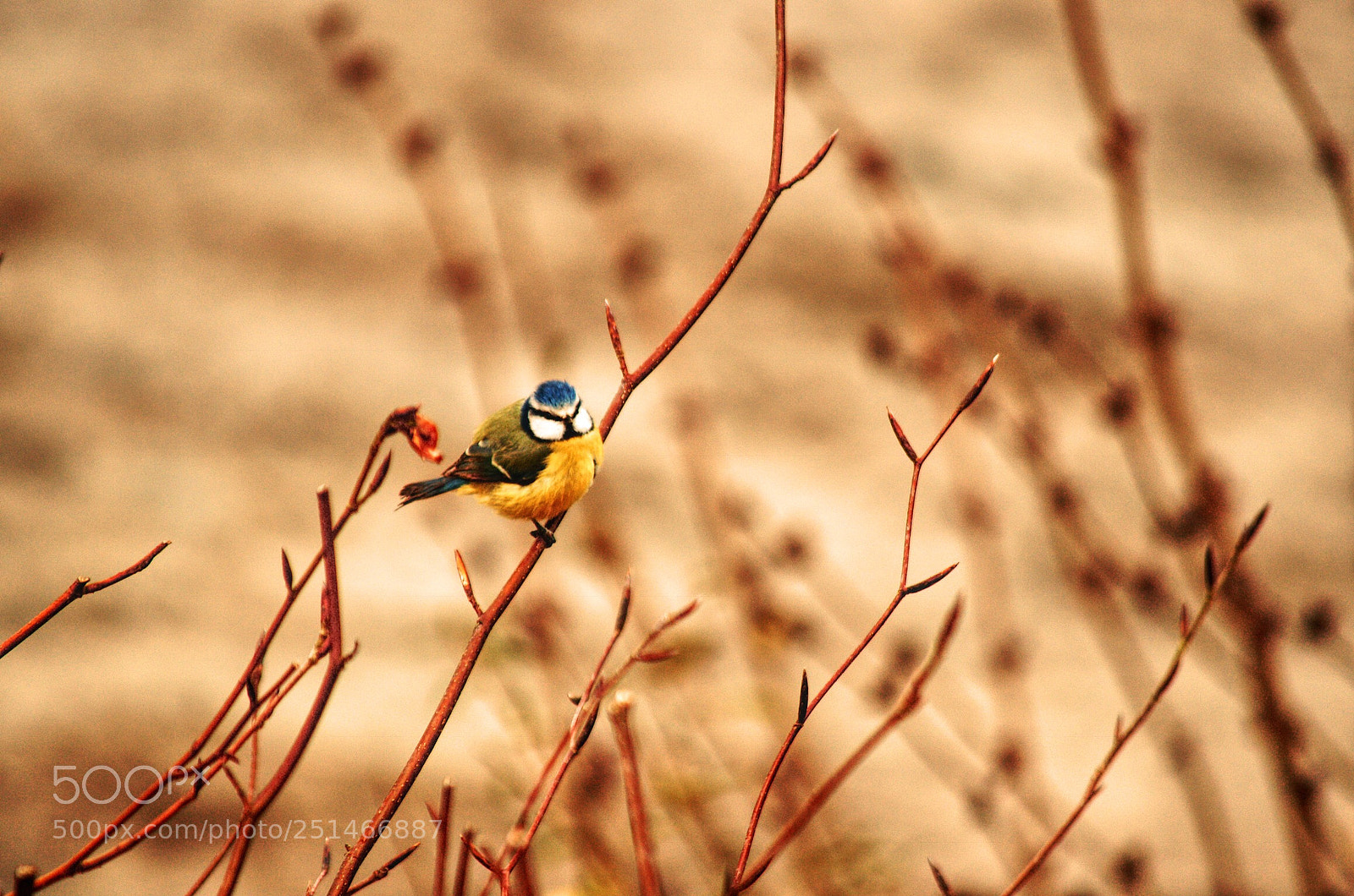 Nikon D7000 sample photo. Goldfinch  photography