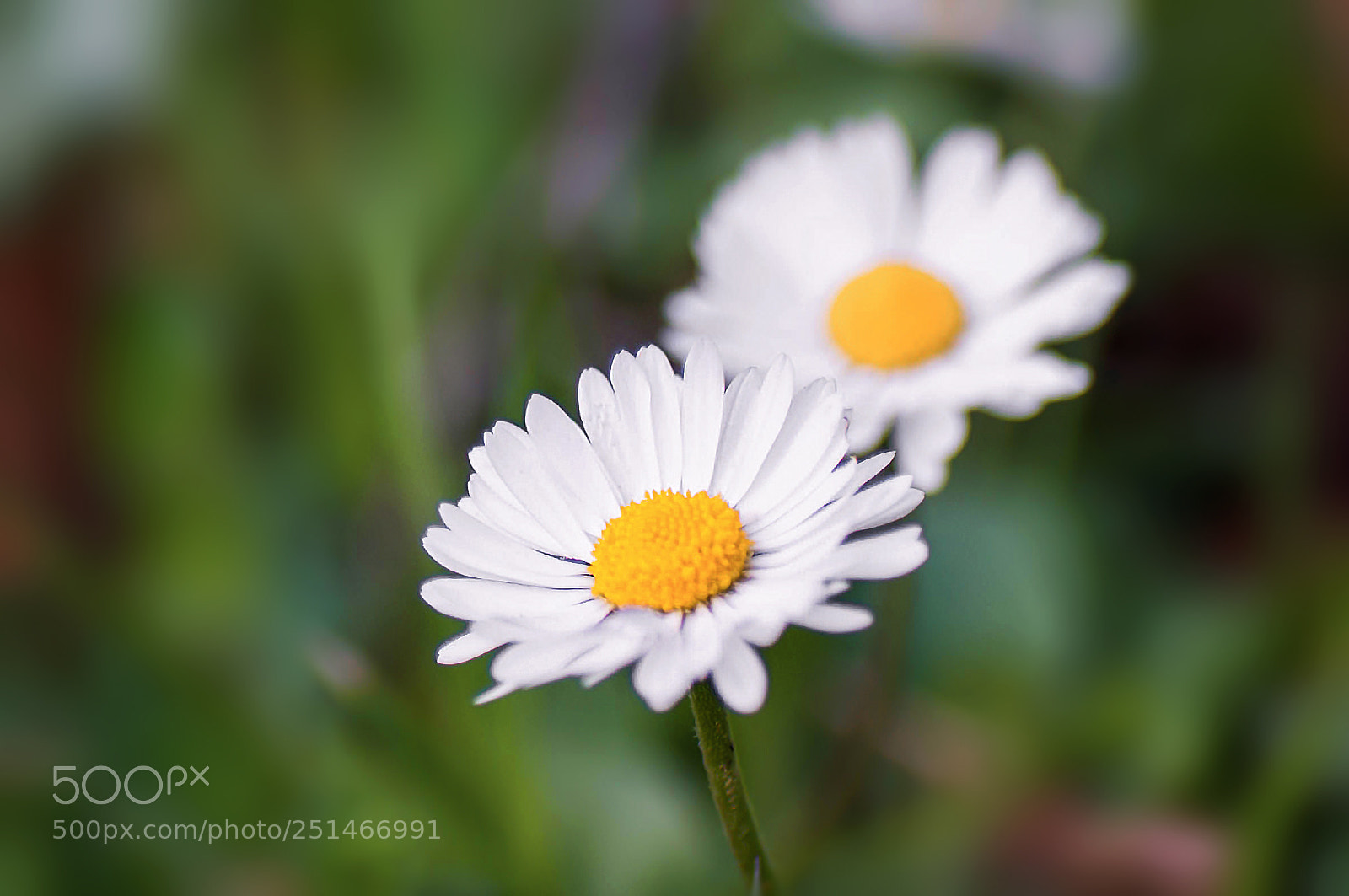 Nikon D90 sample photo. Flowers photography