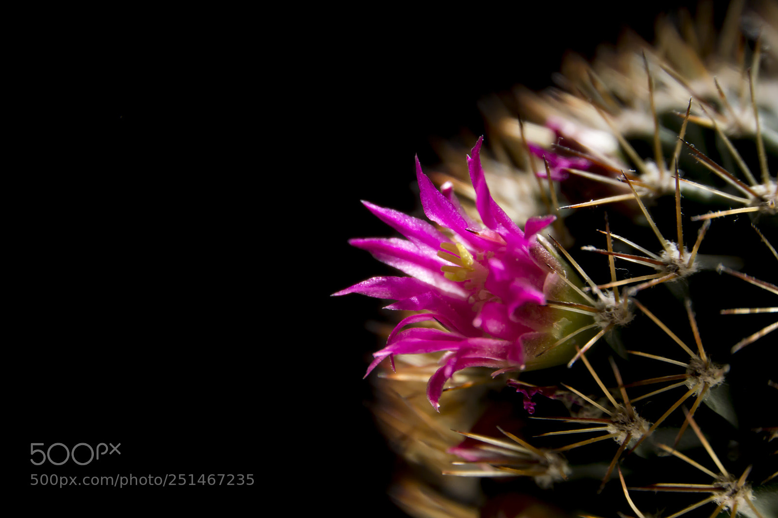 Sony a6000 sample photo. Cactus flower photography