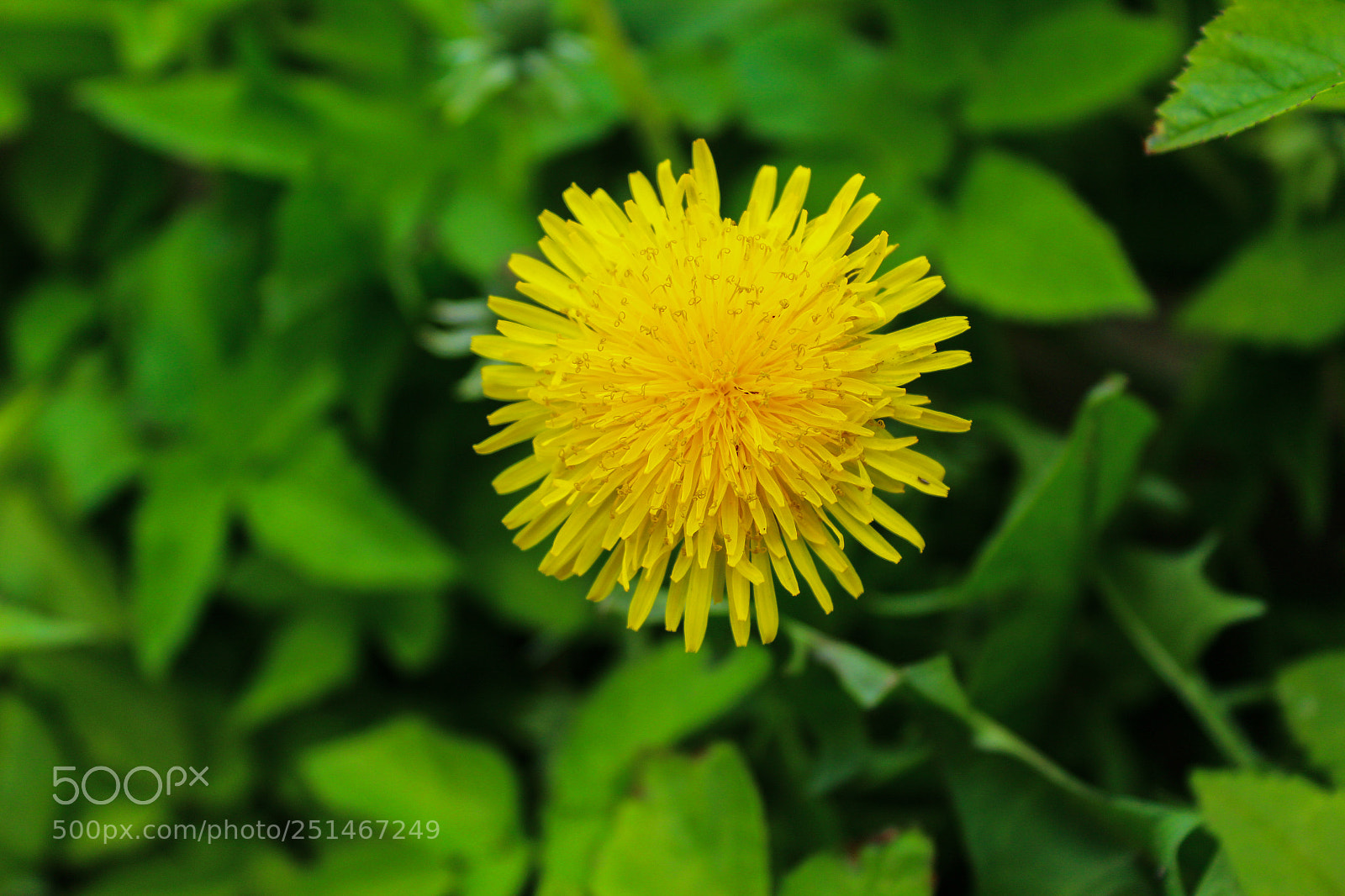 Canon EOS 1200D (EOS Rebel T5 / EOS Kiss X70 / EOS Hi) sample photo. Flower photography