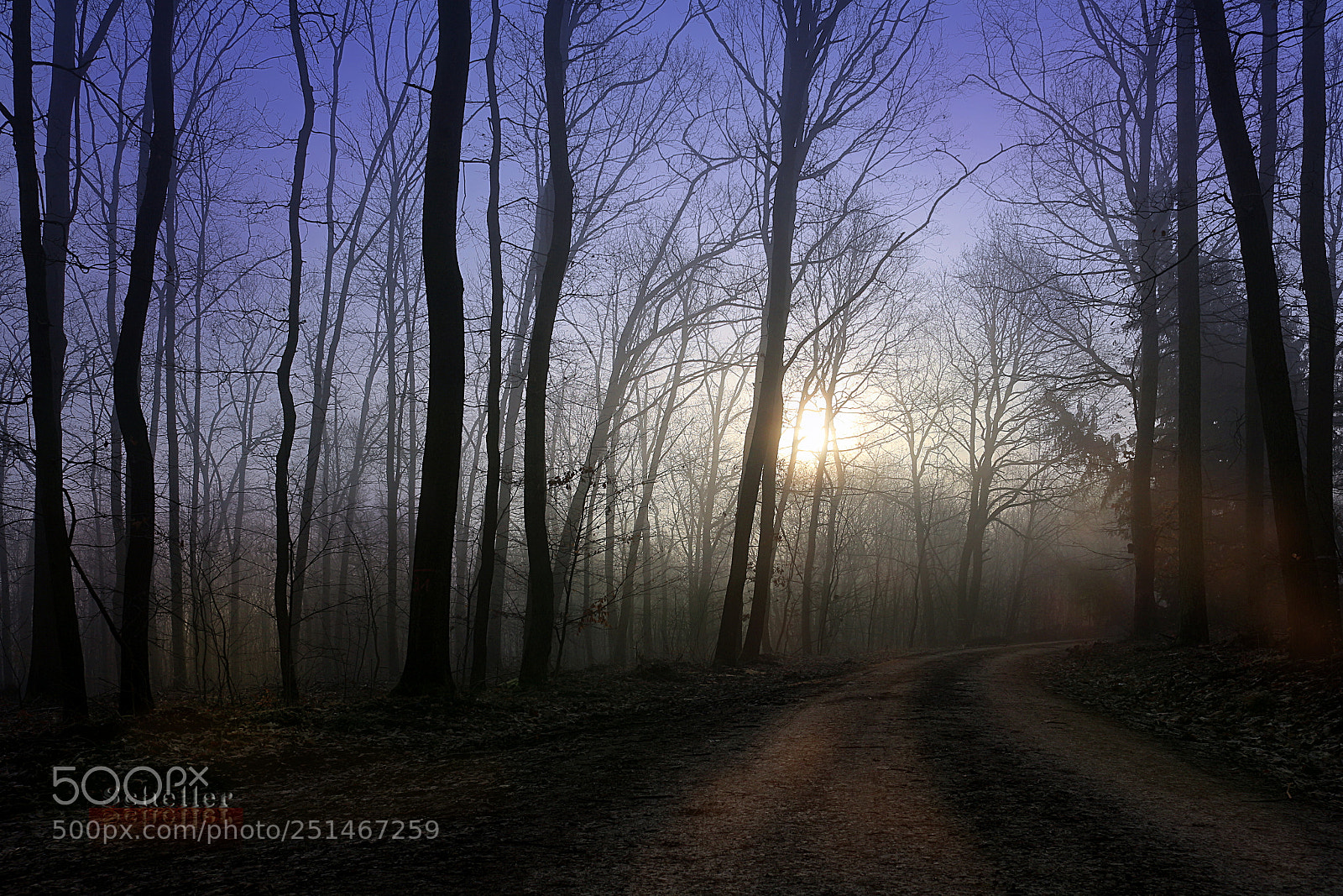 Canon EOS 700D (EOS Rebel T5i / EOS Kiss X7i) sample photo. Nebel im wald photography