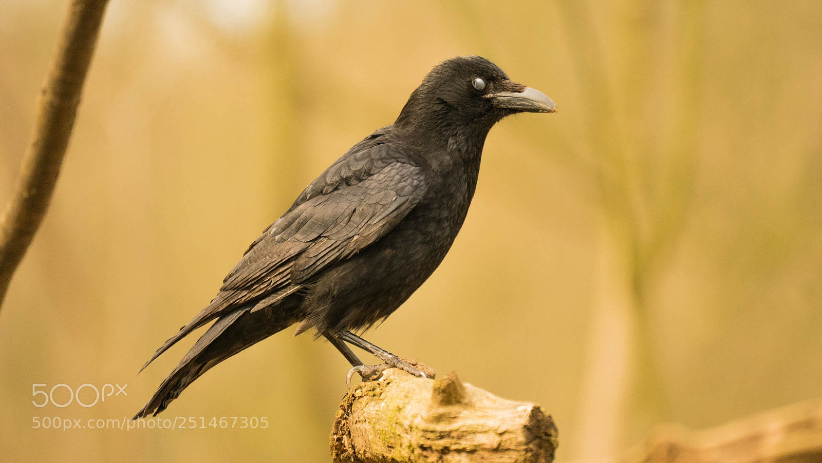 Sony a7S sample photo. Crow with a opaque photography