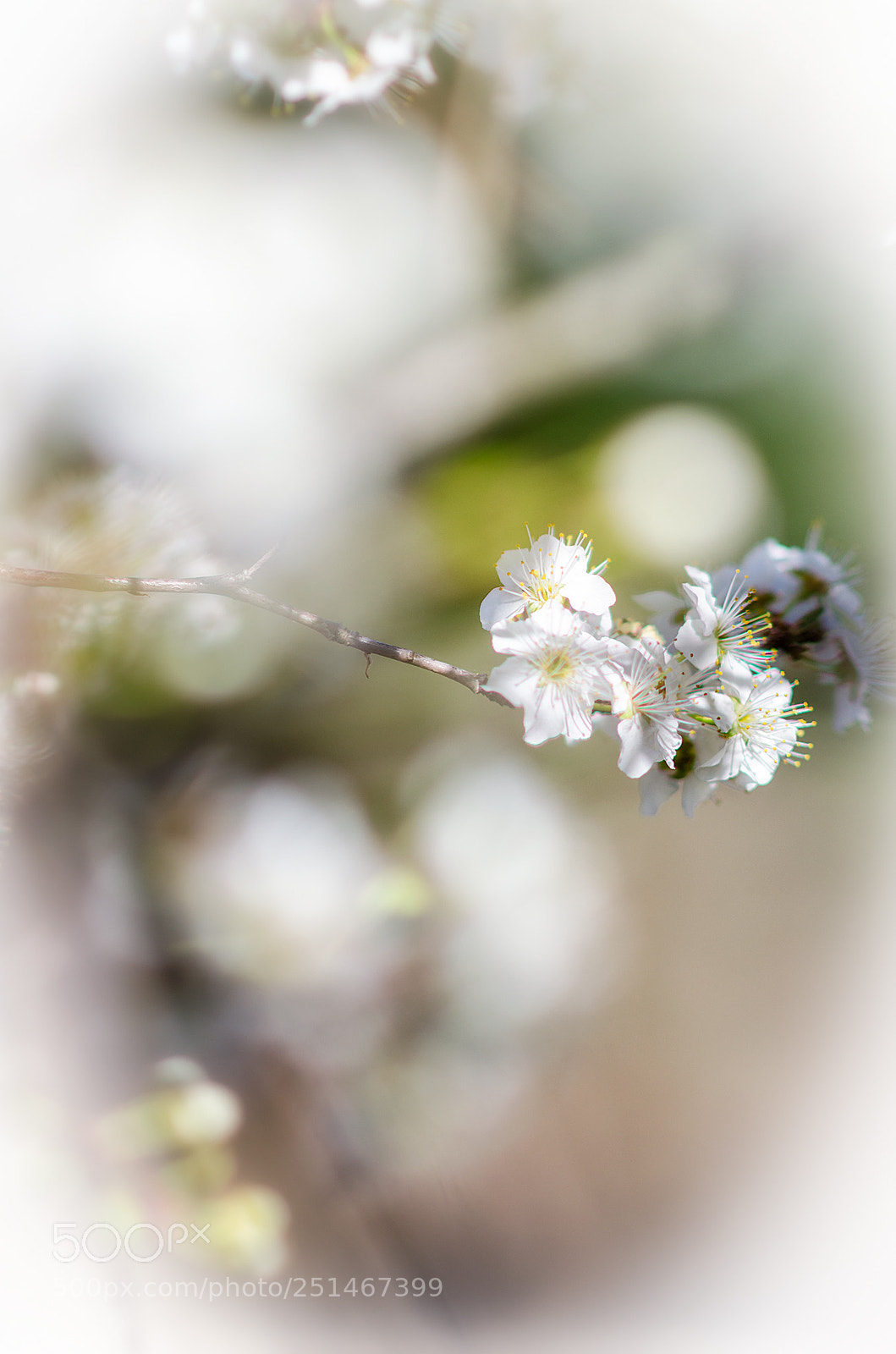 Nikon D5100 sample photo. Spring is coming ii photography