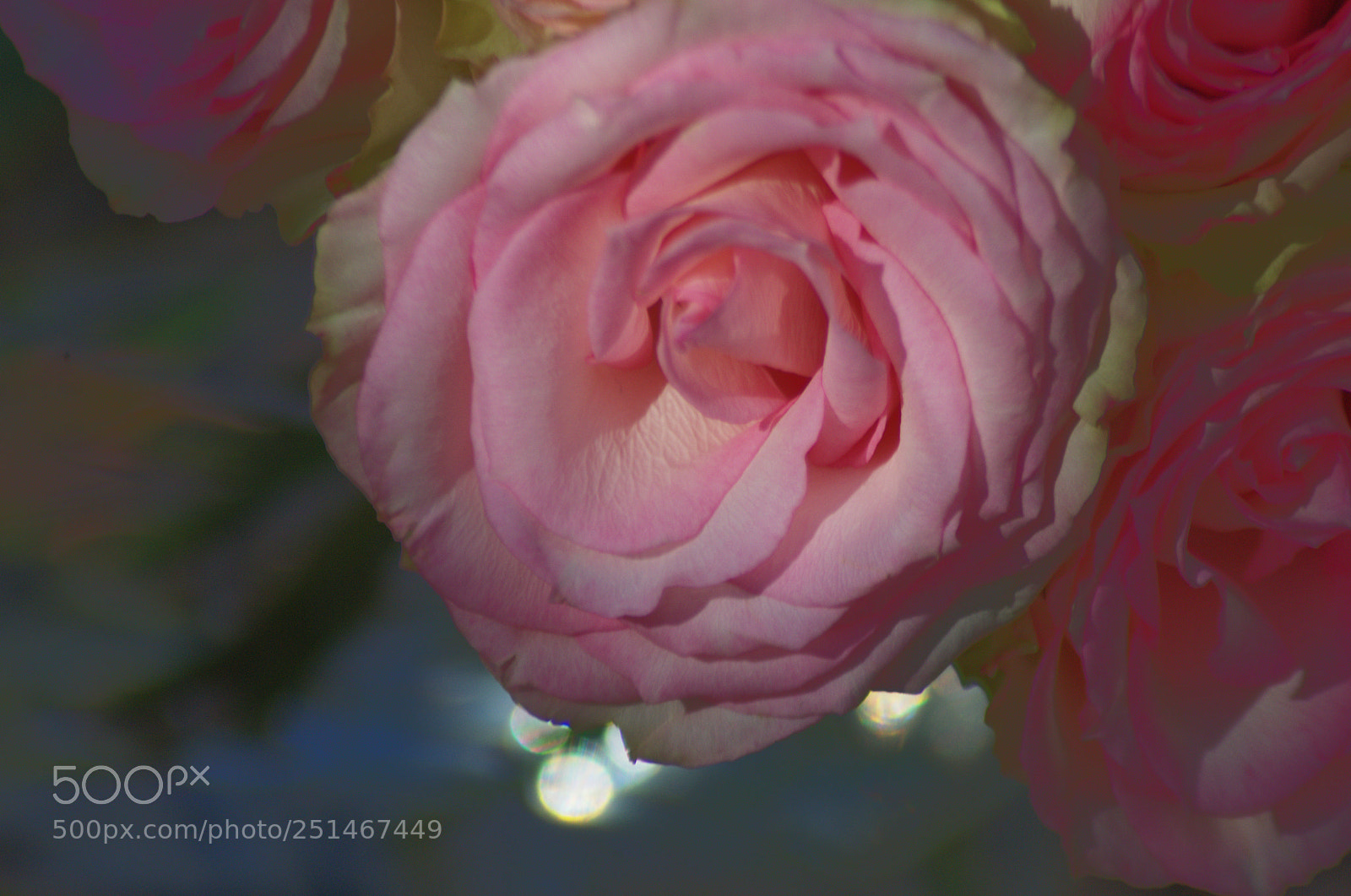 Nikon D5100 sample photo. Romance photography