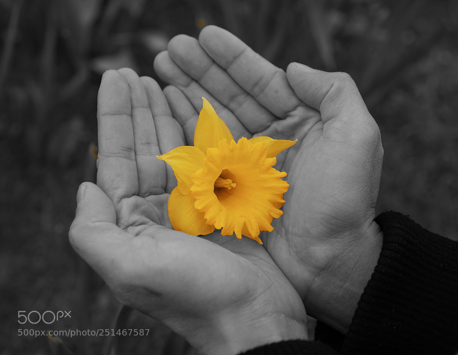 Sony a7 III sample photo. Yellow photography