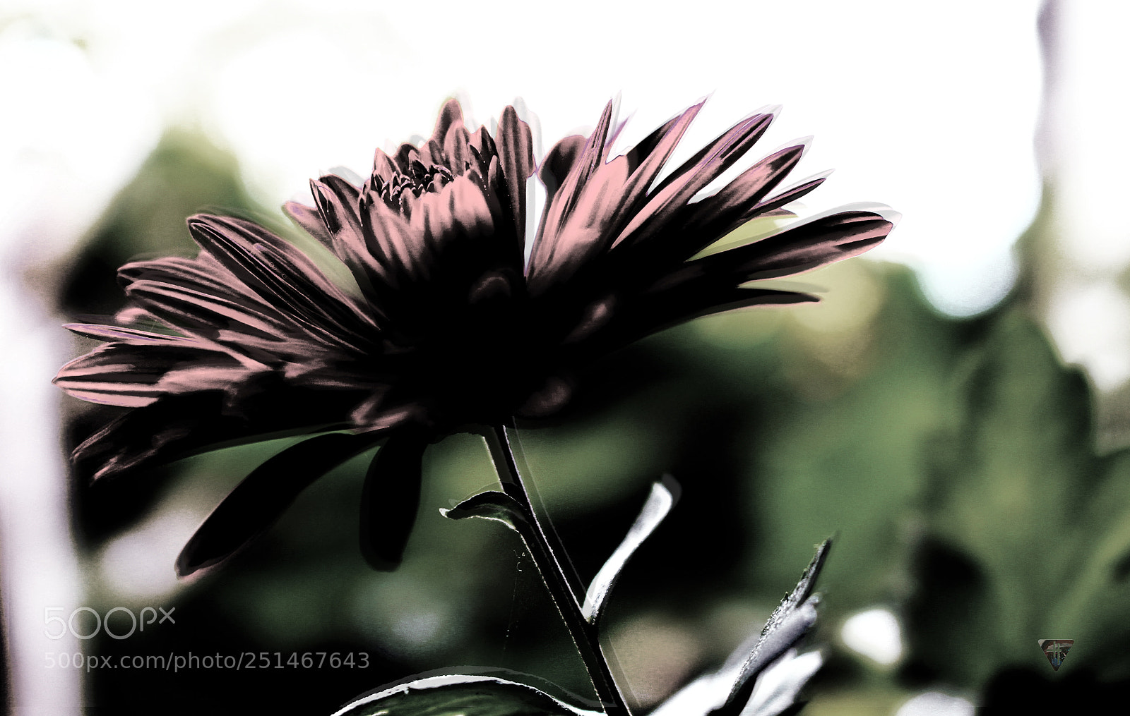 Canon EOS 700D (EOS Rebel T5i / EOS Kiss X7i) sample photo. Brilla. photography