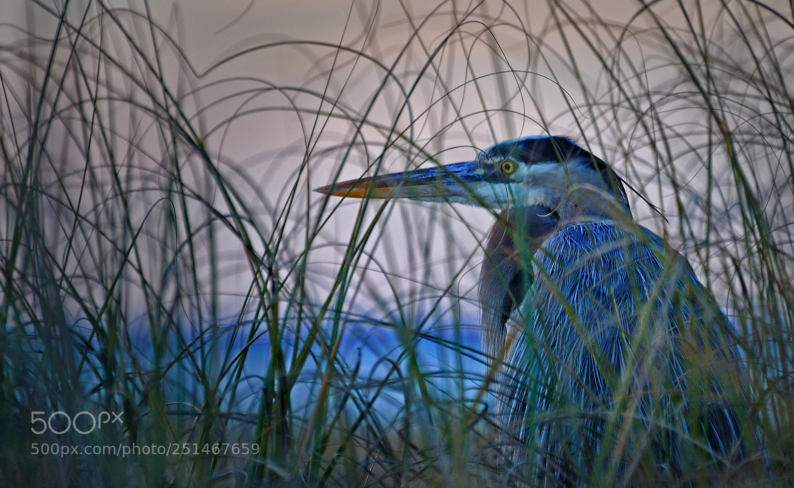 Nikon D7000 sample photo. Nesting heron photography