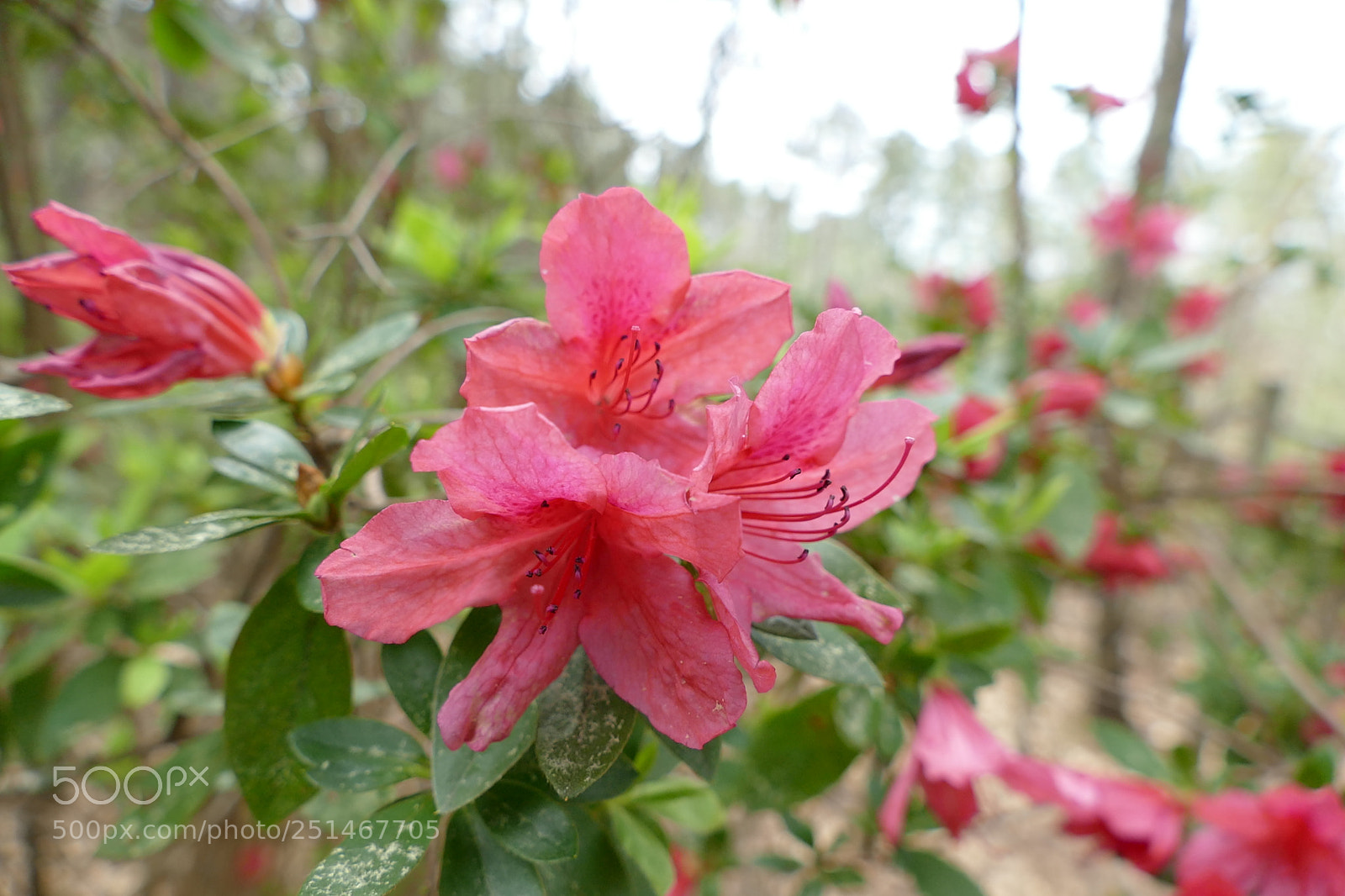 Panasonic Lumix DMC-FZ1000 sample photo. Awesome pink photography