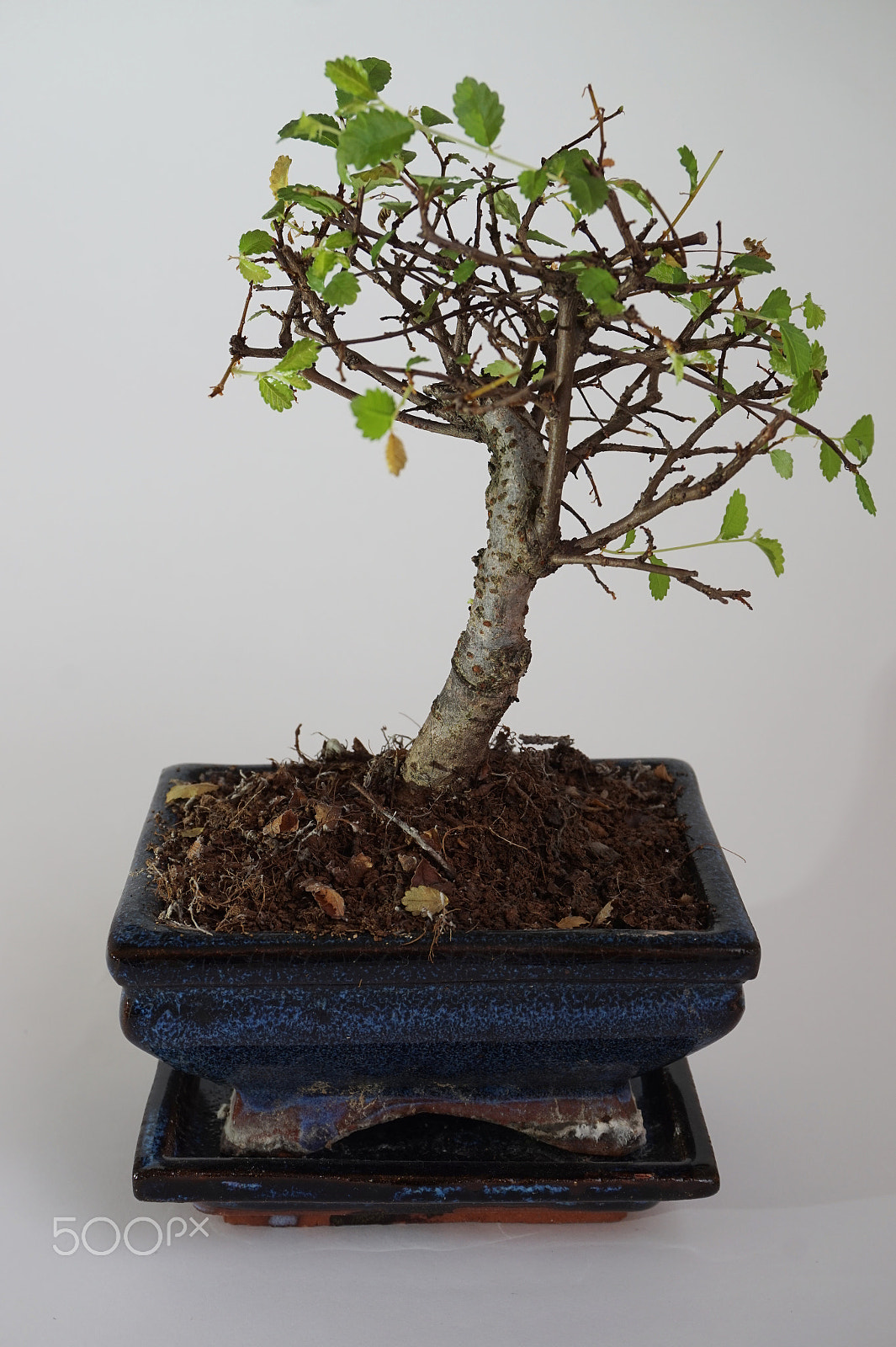 Sony Alpha a5000 (ILCE 5000) + Sony E 18-50mm F4-5.6 sample photo. Bonsai photography