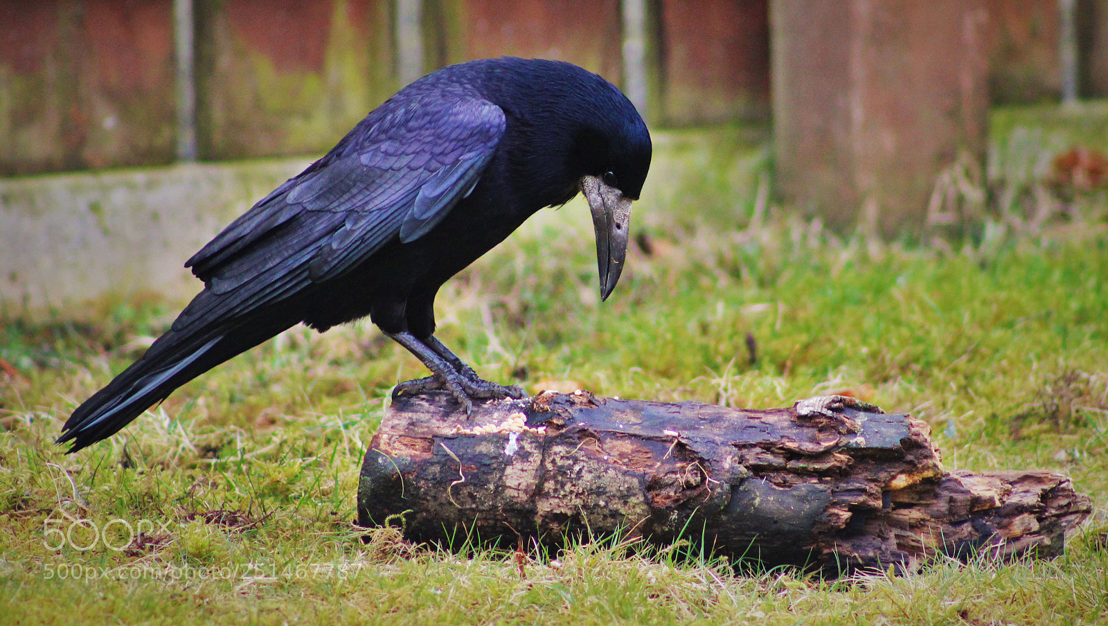 Canon EOS 600D (Rebel EOS T3i / EOS Kiss X5) sample photo. Crow photography