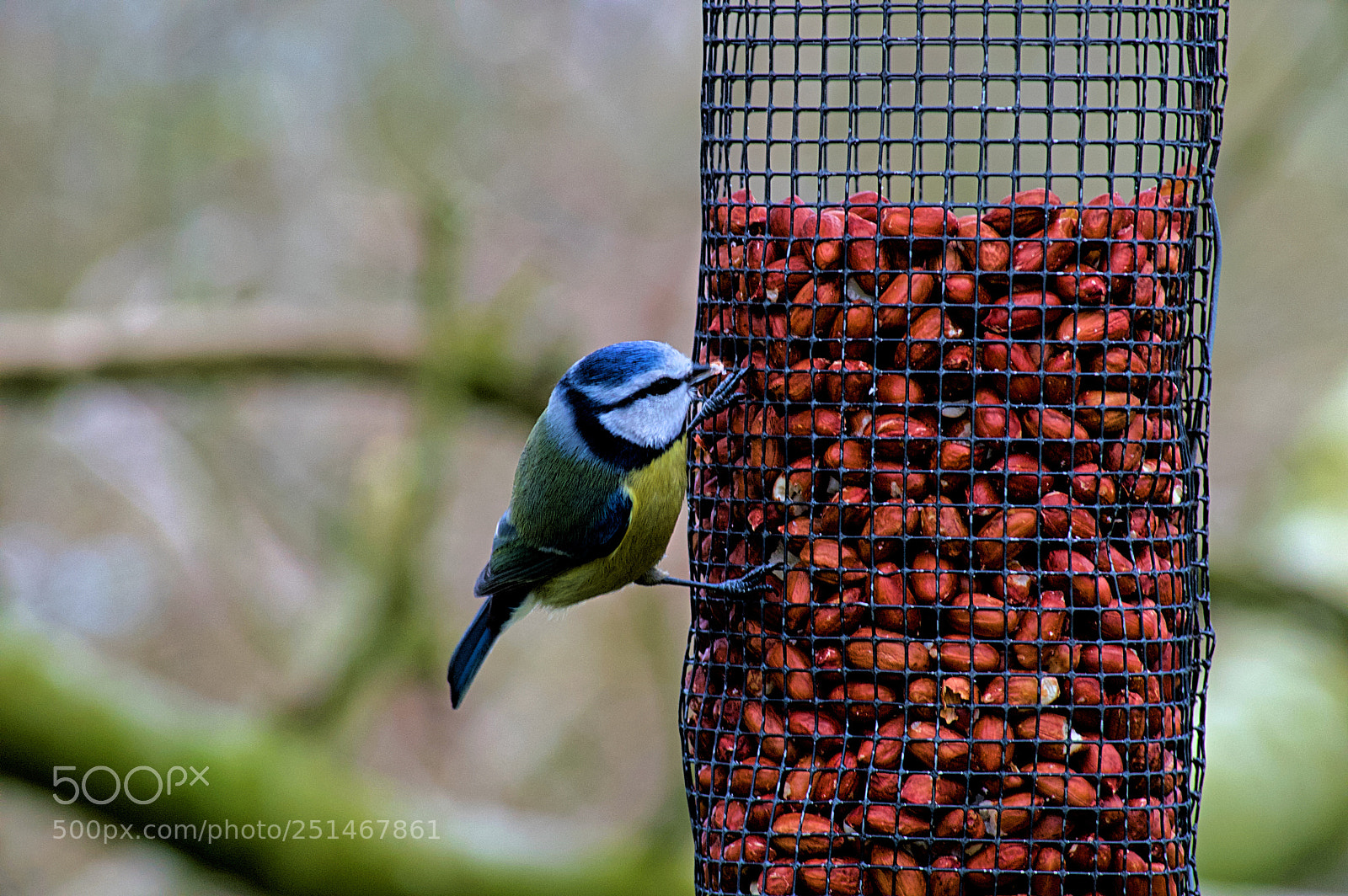 Nikon D3200 sample photo. Portmore blue tit photography