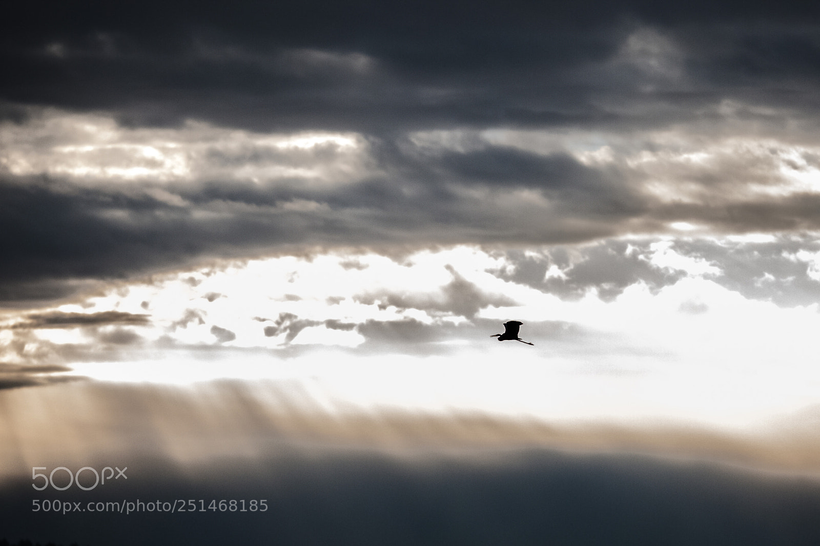 Canon EOS-1D Mark III sample photo. Heron silhouette photography