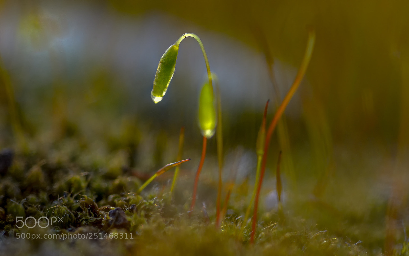 Nikon D800 sample photo. Mossy details photography