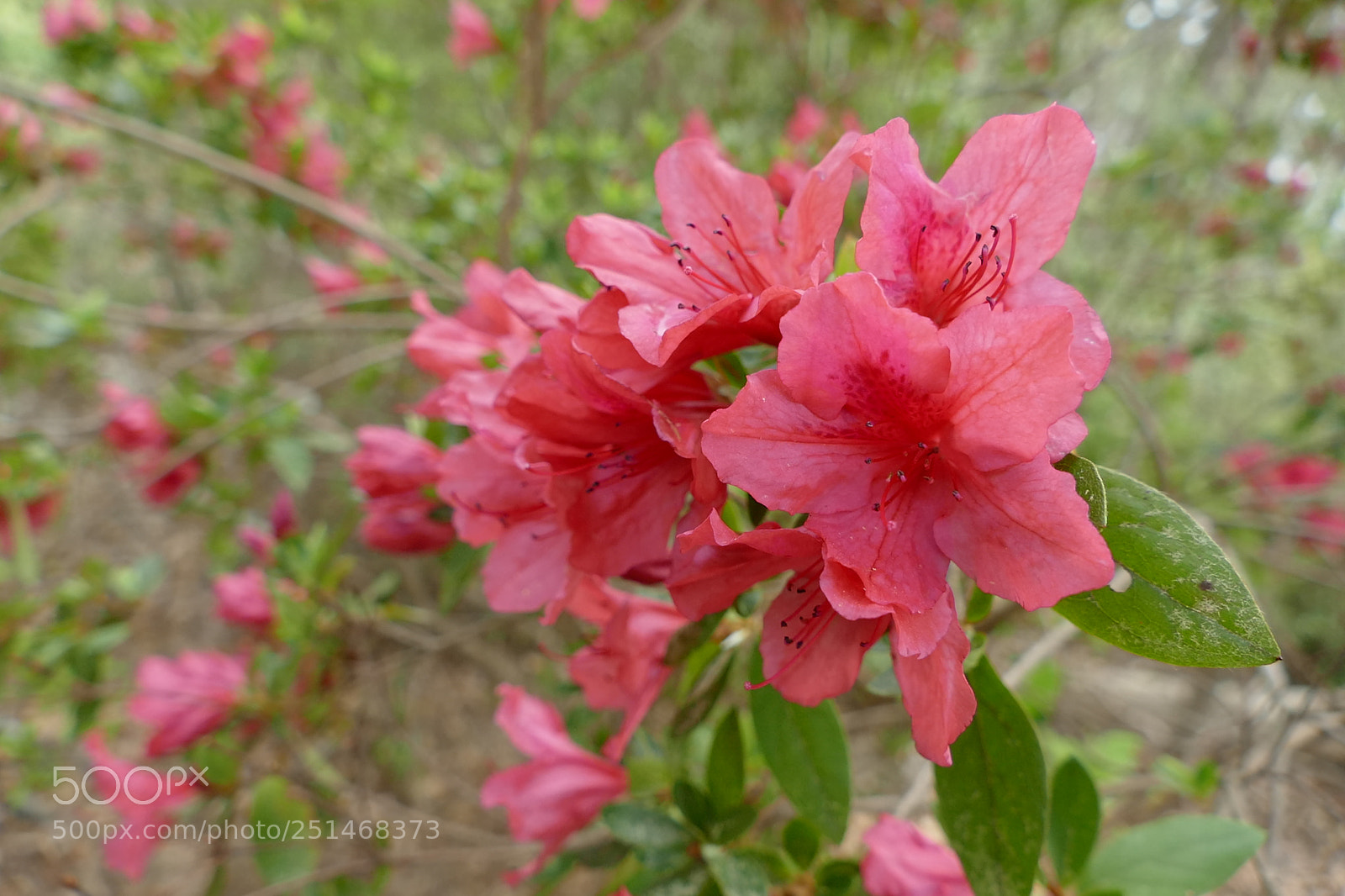 Panasonic Lumix DMC-FZ1000 sample photo. Pure beauty photography