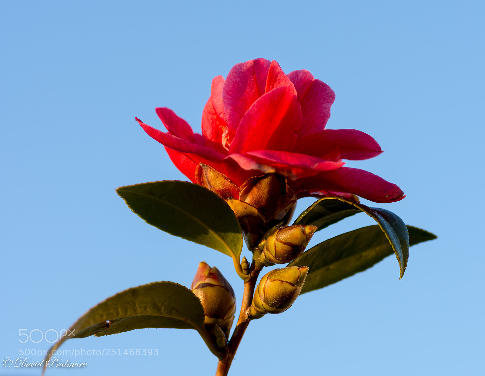 Nikon D7200 sample photo. Red photography