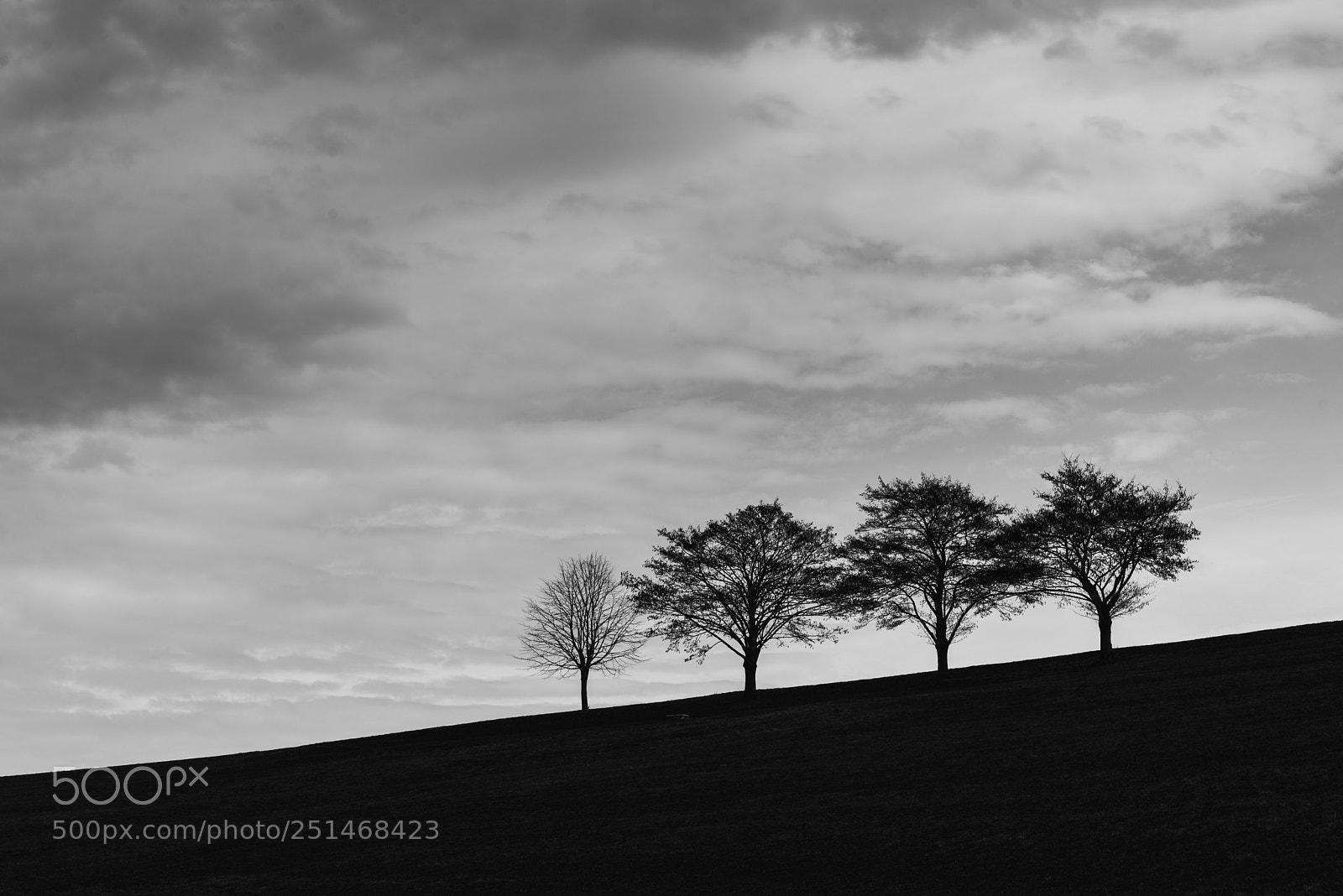 Nikon D600 sample photo. Trees in black photography