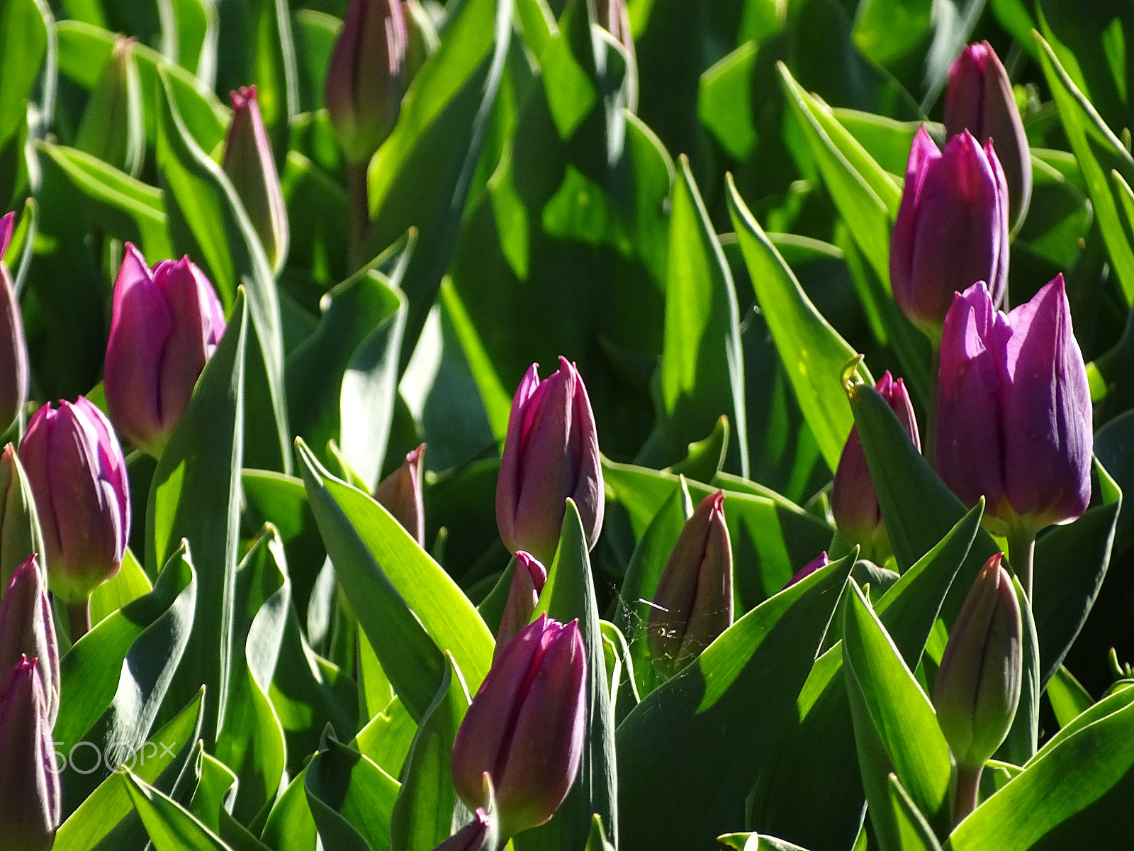 Sony Cyber-shot DSC-HX350 sample photo